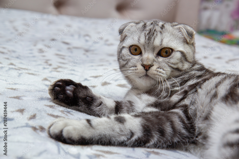 portrait of a gray fold cat, beautiful tabby Scottish cat