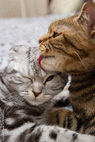 a cat washes her baby cat, two cats on the bed washing, Scottish cats