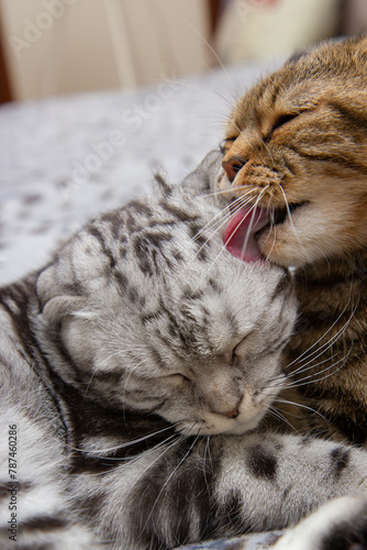 a cat washes her baby cat, two cats on the bed washing, Scottish cats