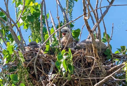 A fluffy Red-tailed hawk chick calling out from within its large nest.