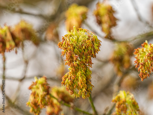 Eschenblättriger Ahorn (Acer negundo), Nahaufnahme des männlichen Blütenstandes am Ende eines Zweiges.
