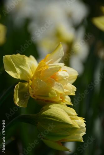 Yellow fluffy daffodils on a blurred garden background