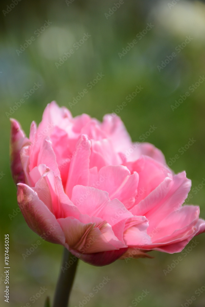Pink beautiful peony tulip on a blurred background Pink beautiful peony tulip on a blurred background