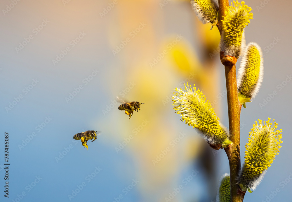two small honey bees circle and collect nectar from fluffy willow branches in a sunny spring garden