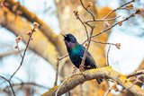 migratory bird black starling sitting on a branch in the spring garden