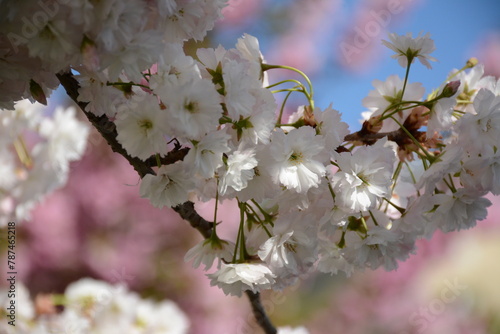 White and pink Japanese flowering cherry trees in the garden in spring