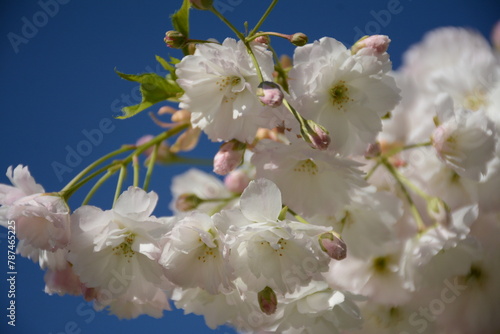 White Japanese flowering cherry branch with beautiful flowers close-up