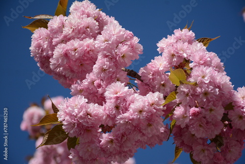 Fluffy branches of pink Japanese flowering cherry against the blue sky