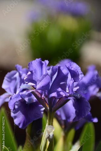 Purple iris blooms in spring in the garden