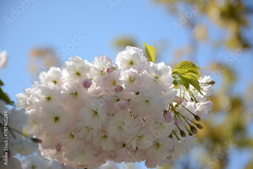 Lush branch of white Japanese flowering cherry (prunus serrulata) on a clear day against the blue sky