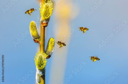 a swarm of small honey bees circle and collect nectar from fluffy willow bran...
