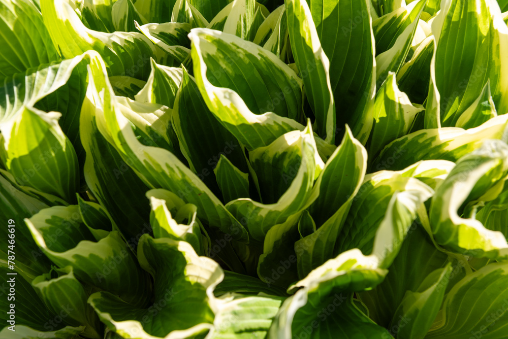 Hosta funkia Hosta funkia