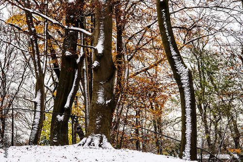 beeches covered with snow in a nature reserve called Kruisbergse bossen