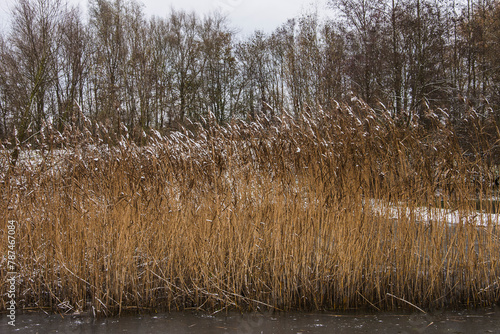 reeds in a snowy landscape in nature reserve Kruisbergse Bossen