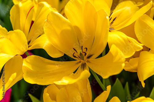 beautiful yellow tulips opened heads close-up view © welcomeinside