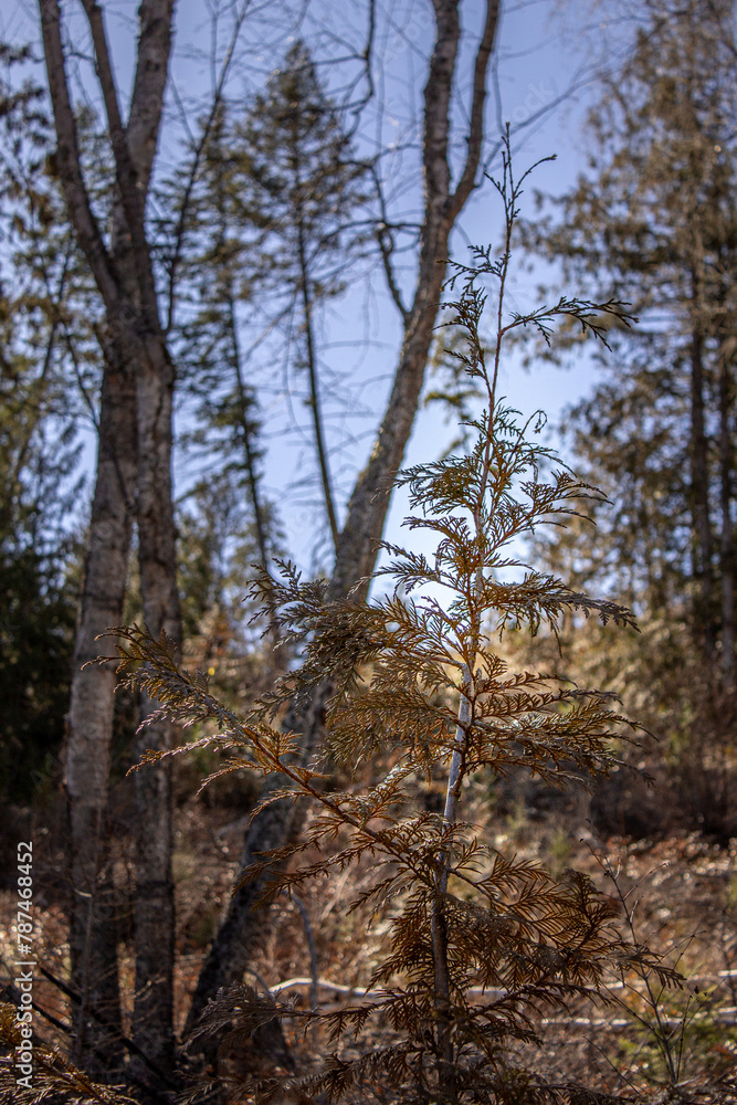 A Spindly Rocky Mountain Juniper (Juniperus scopulorum) Tree in a Clear Cut Area in the Okanagan, BC, Canada