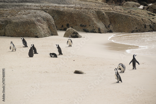 Penguins in South Africa