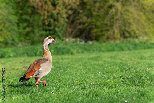 An adult male Nile or Egyptian goose (Alopochen aegyptiaca) walks in the morning along a freshly mown field along the forest