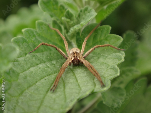 European nursery web spider (Pisaura mirabilis), female on a catmint leaf
