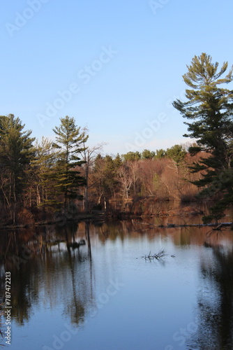 reflection of trees in water