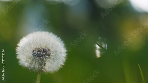 Dandelion on a green background with sun rays. Blooming white dandelion. Fluffy flower