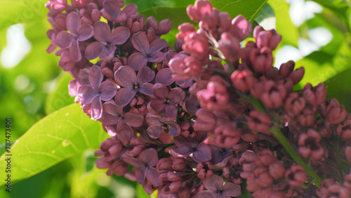 Blooming purple lilac bush in the park. Sunny spring day. The wind gently sways the branches