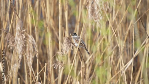 The common reed bunting (Emberiza schoeniclus) sits on a reed photo