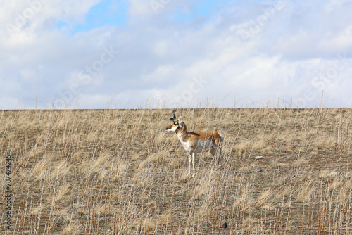 Pronghorn antelope on Antelope Island, Utah