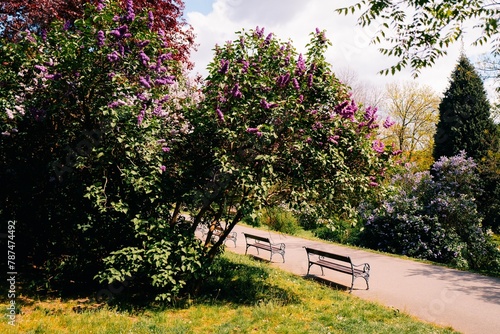 Canvas Print Blooming lilacs in a sunny park in Prague, benches stand in the shade of trees