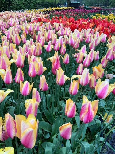 Beautiful tulip flowers in multiple colours at Tulip Festival in Amsterdam 2024