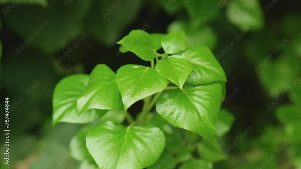 a growing branch of a creeper, young green leaves a growing branch of a creeper, young green leaves