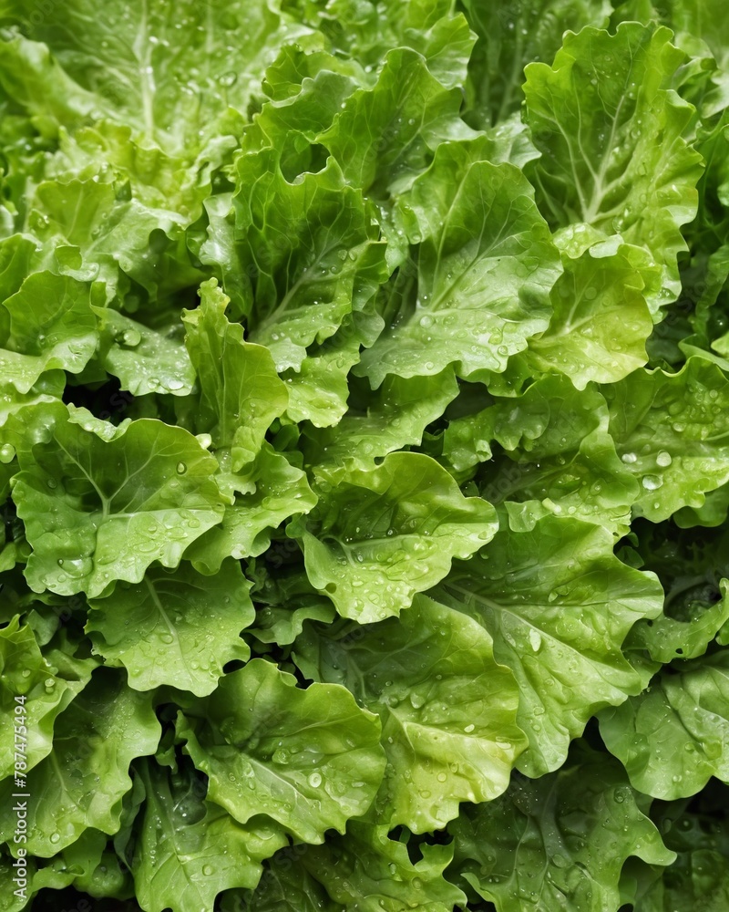 Photographing fresh, green, natural salads. Close-up. Fresh green salad exposed to splashes of water on a black background. Photographing fresh, green, natural salads. Close-up. Fresh green salad exposed to splashes of water on a black background.