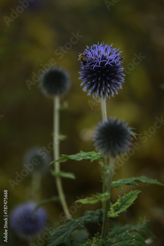 Globe thistle nad bee. Blue echinops flower macro on bokeh background  closeup   selective focus.