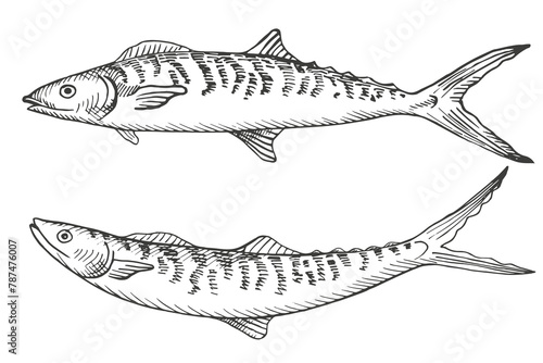 Fish Mackerel sketch hand drawn engraved vector illustration on isolated background. Seafood, underwater life, food. Graphic silhouette of scomber, design element for print, sign, paper, card, label photo
