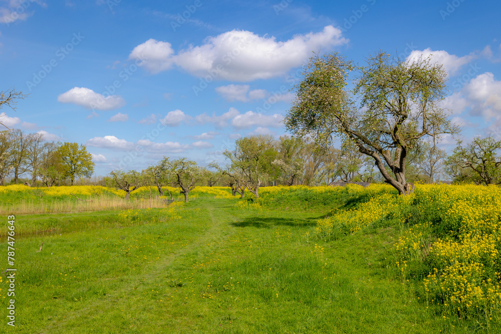 Fototapeta premium Spring landscape, Golden yellow flowers and blue sky, White mustard (Sinapis alba) is an annual plant of the family Brassicaceae, Rapeseed or Oilseed rape, Groeneweg, Schalkwijk, Utrecht, Netherlands.