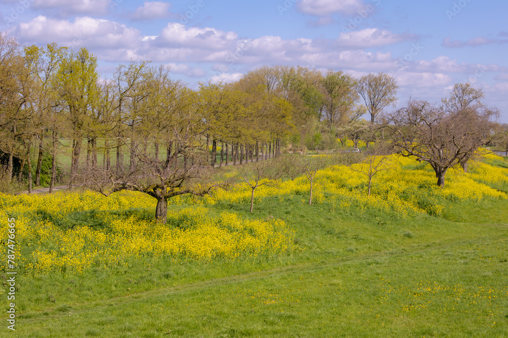Spring landscape, Golden yellow flowers and blue sky, White mustard (Sinapis alba) is an annual plant of the family Brassicaceae, Rapeseed or Oilseed rape, Groeneweg, Schalkwijk, Utrecht, Netherlands. Spring landscape, Golden yellow flowers and blue sky, White mustard (Sinapis alba) is an annual plant of the family Brassicaceae, Rapeseed or Oilseed rape, Groeneweg, Schalkwijk, Utrecht, Netherlands.