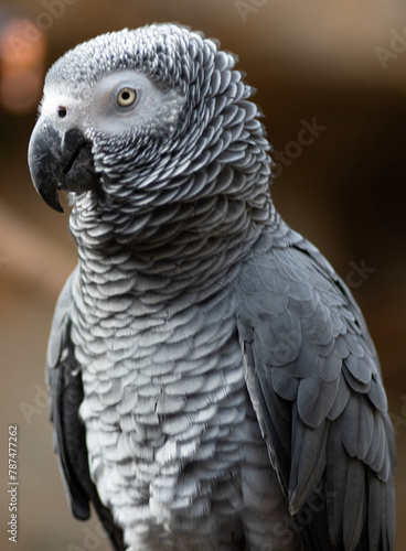 grey parrot portrait