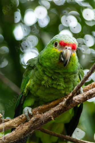 green winged macaw