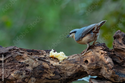 great tit parus major