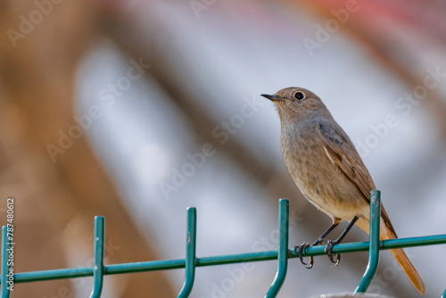 robin on a fence