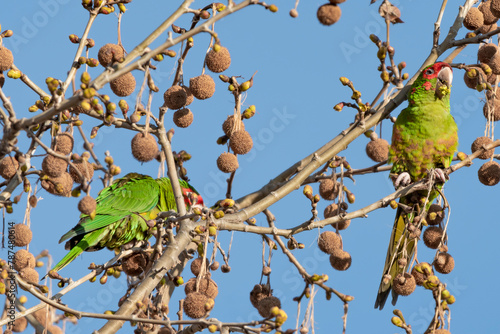 bird on a tree