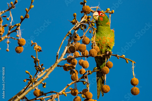 blue and yellow macaw