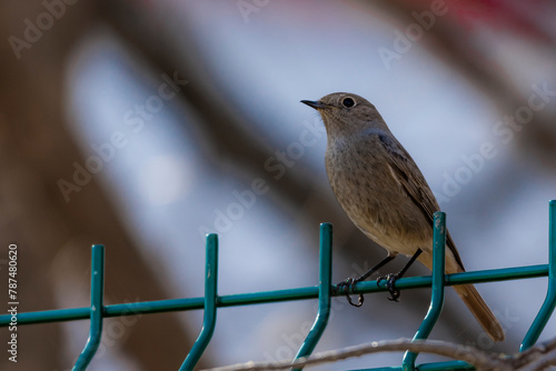 robin on a fence