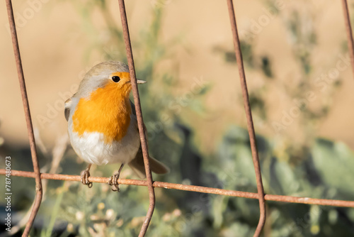robin in snow