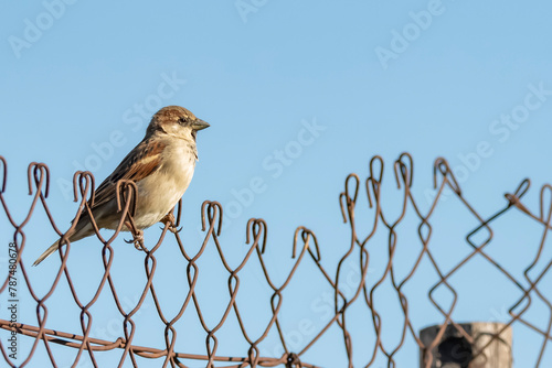 sparrow on a fence