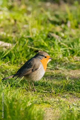 robin on grass