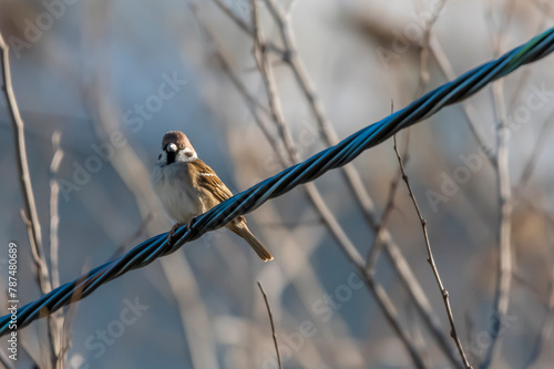 bird on a wire