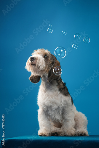 Petit Basset Griffon Vandeven dog on a blue background playing with soap bubbles