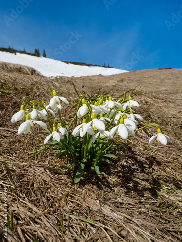 first spring flowers crocuses against the background of mountains