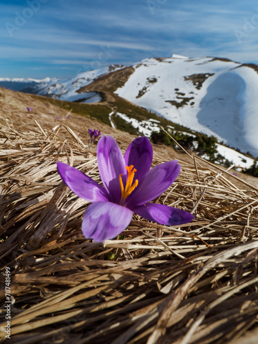 first spring flowers crocuses against the background of mountains